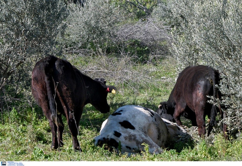 Σε ισχύ τα μέτρα για τον αφθώδη πυρετό στη Λέσβο – Τι προβλέπεται για ζώα, γάλα, κρέας, ζωικά υποπροϊόντα