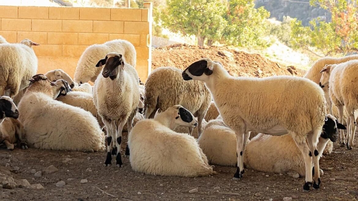 Υπουργείο Αγροτικής Ανάπτυξης και Τροφίμων: Διευκρινίσεις για τον αφθώδη πυρετό – Ερωτήσεις και απαντήσεις