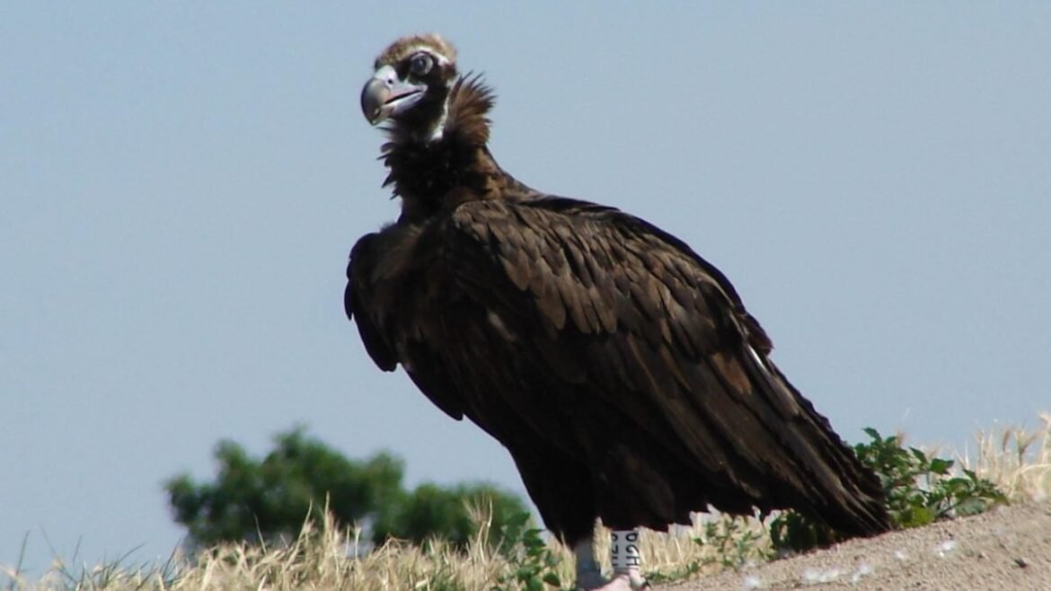 Δάσος της Δαδιάς: Μαζική δηλητηρίαση μαυρόγυπων – Συναγερμός για «έγκλημα» κατά της άγριας ζωής