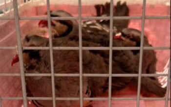 Αμπελόκηποι: Νέες φωτογραφίες και βίντεο από τη «φάρμα» στην ταράτσα του πολυώροφου κτιρίου – Δικογραφία για την παράνομη εκτροφή ζώων