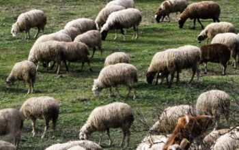 Ιθάκη: Εντοπίστηκε το πρώτο κρούσμα ευλογιάς των αιγοπροβάτων – Κινητοποίηση των αρχών για τον περιορισμό