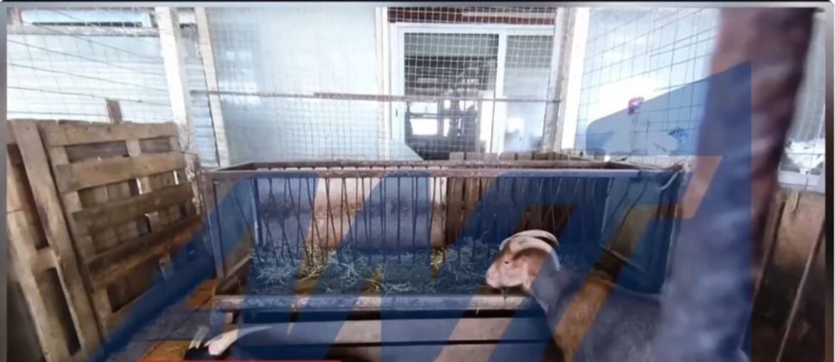 Αμπελόκηποι: Η στιγμή που απομακρύνουν τα κατσίκια και τα άλλα ζώα από την ταράτσα του πολυώροφου κτιρίου –