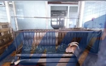 Αμπελόκηποι: Η στιγμή που απομακρύνουν τα κατσίκια και τα άλλα ζώα από την ταράτσα του πολυώροφου κτιρίου –