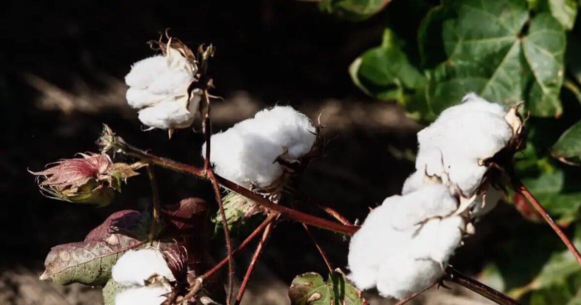 Βαμβάκι: Ενίσχυση 31,5 ευρώ ανά στρέμμα για παραγωγούς που υιοθετούν «πράσινες» πρακτικές