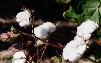 Βαμβάκι: Ενίσχυση 31,5 ευρώ ανά στρέμμα για παραγωγούς που υιοθετούν «πράσινες» πρακτικές