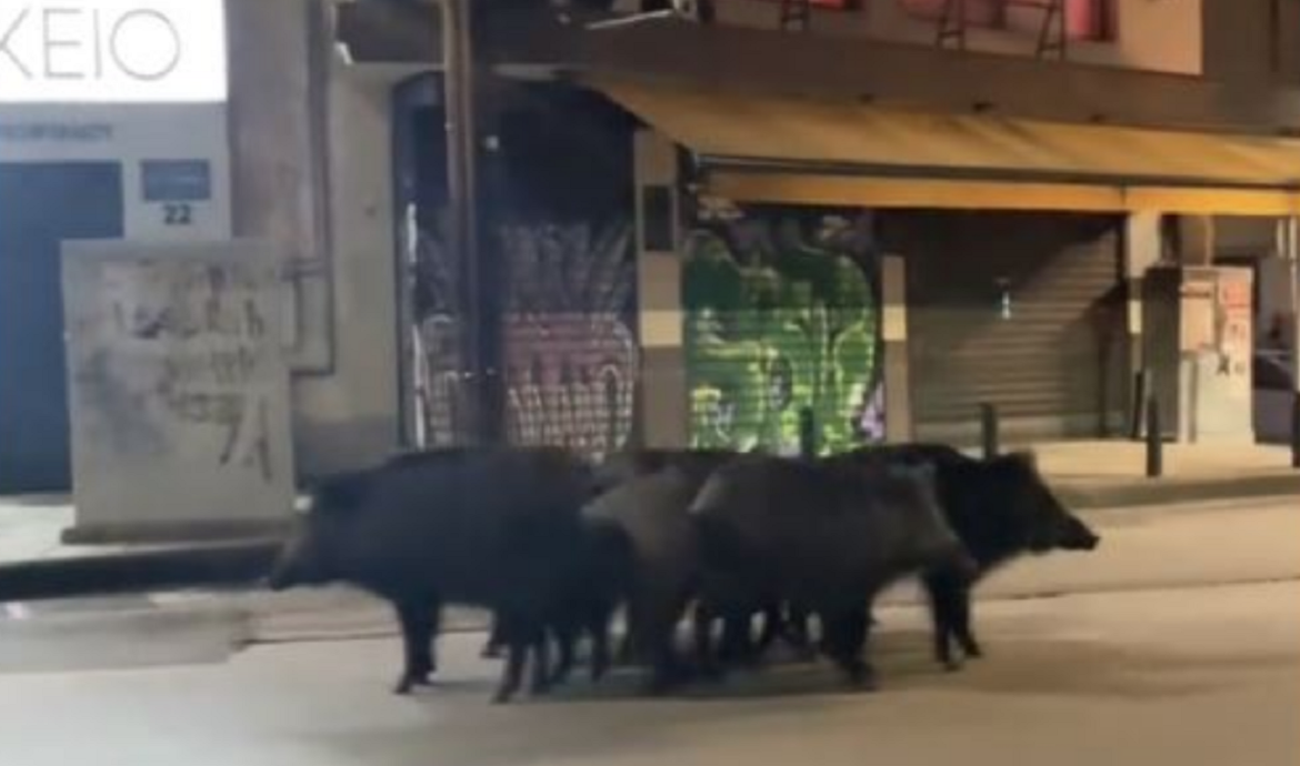 Θεσσαλονίκη: Αγριογούρουνα κατέβηκαν στο κέντρο… χαλαρά – Βίντεο
