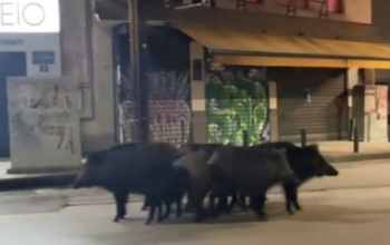 Θεσσαλονίκη: Αγριογούρουνα κατέβηκαν στο κέντρο… χαλαρά – Βίντεο