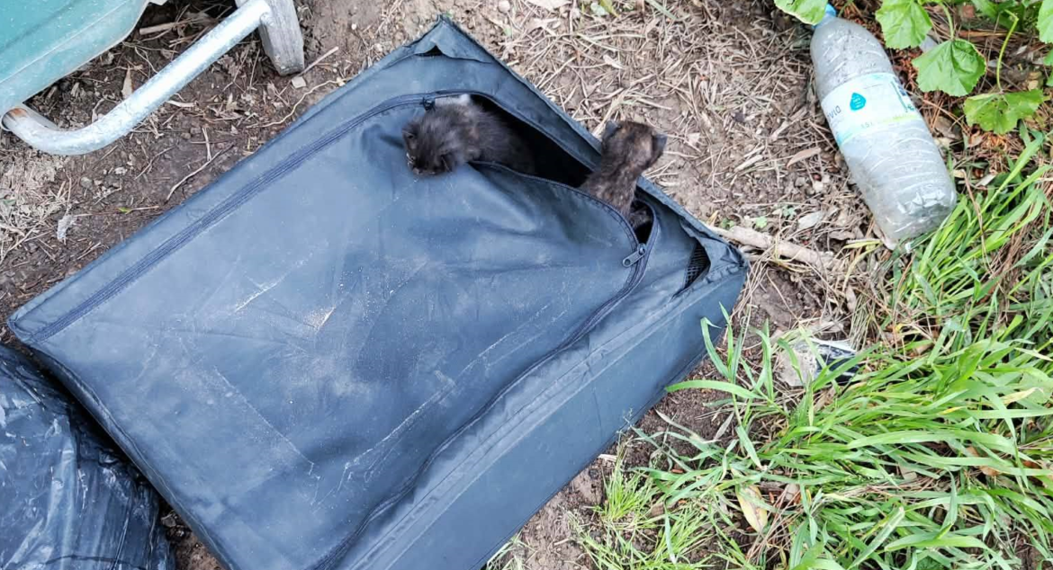 Ραφήνα: Ασυνείδητος εγκατέλειψε νεογέννητα γατάκια μέσα σε βαλίτσα δίπλα σε κάδο απορριμμάτων