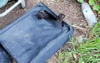 Ραφήνα: Ασυνείδητος εγκατέλειψε νεογέννητα γατάκια μέσα σε βαλίτσα δίπλα σε κάδο απορριμμάτων