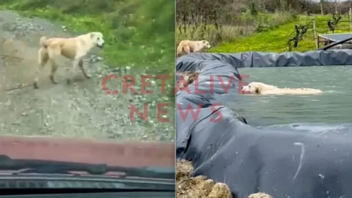 Συγκινητικό βίντεο στο Ηράκλειο: Πώς μία σκυλίτσα βοήθησε στη διάσωση του κουταβιού της που είχε πέσει σε λιμνοδεξαμενή