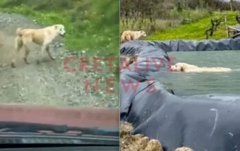 Συγκινητικό βίντεο στο Ηράκλειο: Πώς μία σκυλίτσα βοήθησε στη διάσωση του κουταβιού της που είχε πέσει σε λιμνοδεξαμενή