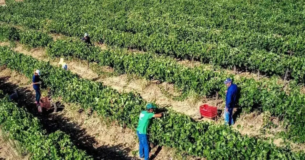 ΑΑΔΕ: Πληρωμή 202 εκ. ευρώ για 294 χιλ. αγροτεμάχια κατόπιν ελέγχων