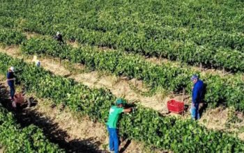 ΑΑΔΕ: Πληρωμή 202 εκ. ευρώ για 294 χιλ. αγροτεμάχια κατόπιν ελέγχων