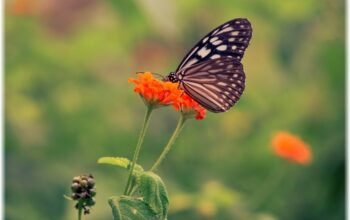 Το βαθύ «μάθημα ζωής» πίσω από τη Θεωρία του Χάους