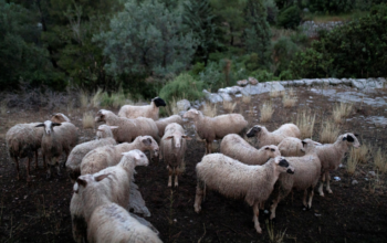 Λέσβος: 43 κρούσματα αφθώδους πυρετού σε 54 εκτροφές – Παραμένει αποκλεισμένο το λιμάνι της Μυτιλήνης
