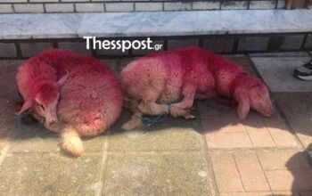 Εικόνες ντροπής στο Καλοχώρι Θεσσαλονίκης: Έβαψαν κόκκινα και έδεσαν αρνάκια έξω από εκκλησία – ΒΙΝΤΕΟ