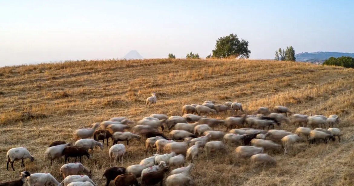 Λέσβος: Επέκταση μέτρων στήριξης για κτηνοτρόφους και επιχειρήσεις που επλήγησαν από τον αφθώδη πυρετό