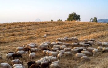 Λέσβος: Επέκταση μέτρων στήριξης για κτηνοτρόφους και επιχειρήσεις που επλήγησαν από τον αφθώδη πυρετό