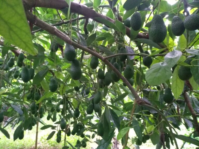 Αβοκάντο: 15.000 στρέμματα στην Κρήτη, με μέση παραγωγή 1,2 τόνους ανά στρέμμα – Πρόκληση οι ανάγκες σε νερό