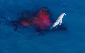Απίστευτο βίντεο: Drone κατέγραψε για πρώτη φορά τη γέννηση φάλαινας στην Αυστραλία