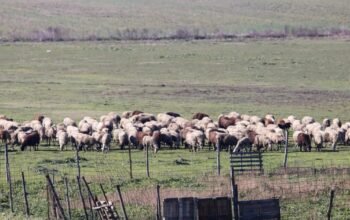Έλεγχοι ΑΑΔΕ σε στάνες της Κρήτης – Κλήθηκαν 195 κτηνοτρόφοι, 120 δεν προσήλθαν και χάνουν τις επιδοτήσεις