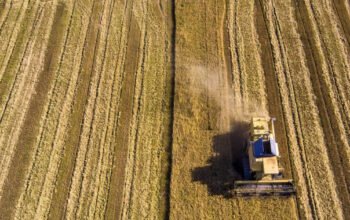 Μειώθηκε έως 29% η καλλιέργεια ρυζιού στη Βόρεια Ελλάδα – Σε 1,7 εκατ. τόνους οι εισαγωγές στην ΕΕ
